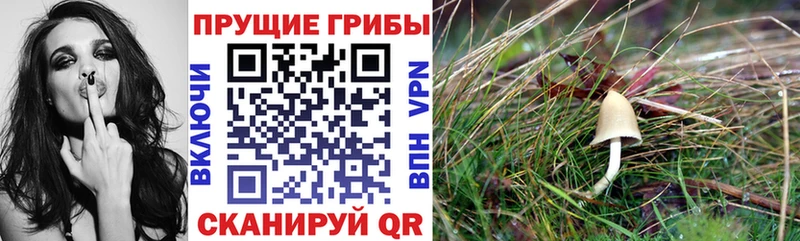 Псилоцибиновые грибы мухоморы  Купить где  Нахабино 